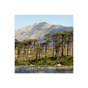 Connemara