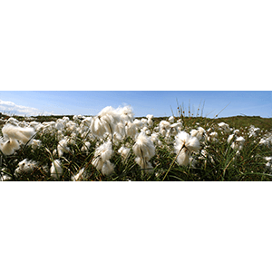 Bog Cotton