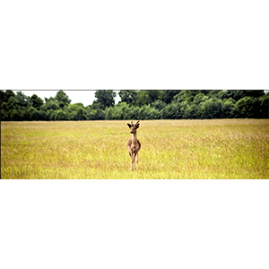 Deer, Phoenix Park