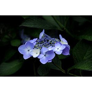 Connemara Flowers