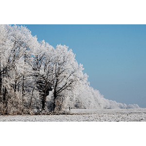 Frozen Forest